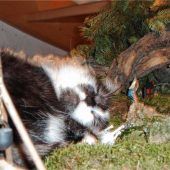 Auch „Happy“ wartet aufs Christkind