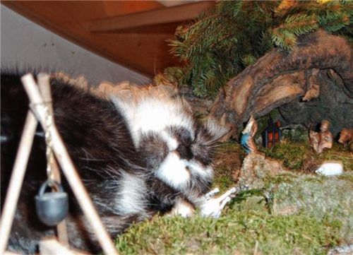 Auch „Happy“ wartet aufs Christkind