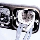 Blende 2017: Platz sieben für die „Kabel-Maus“