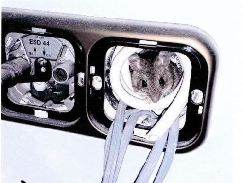 Blende 2017: Platz sieben für die „Kabel-Maus“