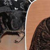 Katzenschönheiten auf Heimatsuche