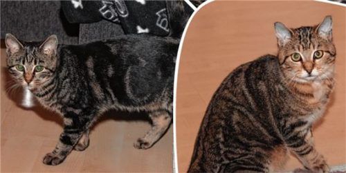 Die beiden jungen Katzen „Sina“ und „Seppi“ aus dem Tierheim Ostermünchen suchen ein neues Zuhause.