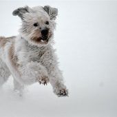 Kampfhunde kosten mehr