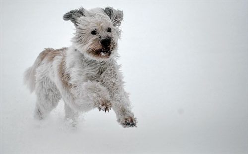 Dieser Lumpi hat gut lachen. Sein Herrchen zahlt für ihn in Stephanskirchen 45 Euro Hundesteuer im Jahr. Wäre er ein Kampfhund, müssten ab 1. Januar 2018 jährlich 300 Euro für ihn gezahlt werden.Foto dpa