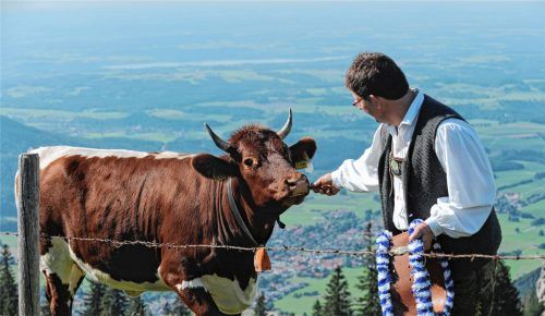Ein Leckerli für die Schönste: Peter Fischer und seine Siegerin Ronja kurz nach der Wahl zur Miss Kampenwand. Foto dpa