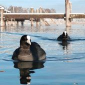Es wird winterlich am Chiemsee