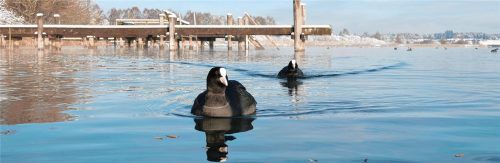 Es wird winterlich am Chiemsee