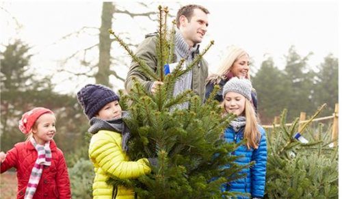 Freude für die ganze Familie: Leser der Heimatzeitung können beim Christbaumkauf heuer wieder Geld sparen.Foto  re