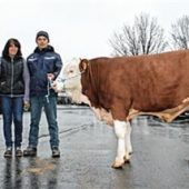 99 Prozent der Tiere verkauft
