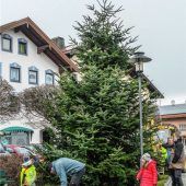 Neun Meter-Tanne als Glanzpunkt in Rott