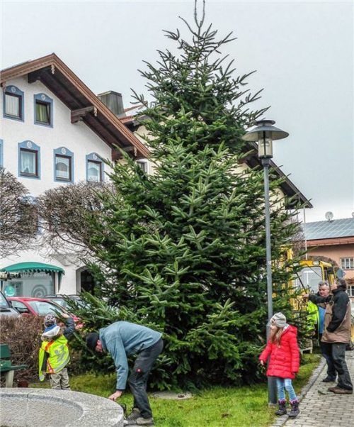 Neun Meter-Tanne als Glanzpunkt in Rott