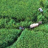 Ungewöhnliches Jagdgebiet