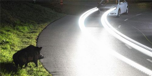 Wildunfälle haben wieder zugenommen. Foto  ADAC