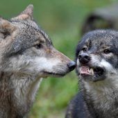 Wie teuer wird der Wolf?