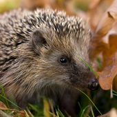 Kleiner Igel in großer Not