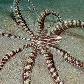 Verwandlungs-Künstler