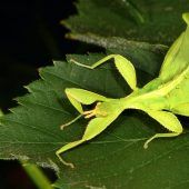 „Ich geh als Blatt“