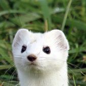 „Ich bin im Winter weiß wie Schnee“