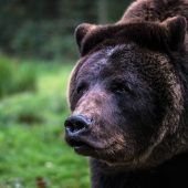 Sehnsucht nach Zirkusbär Ben