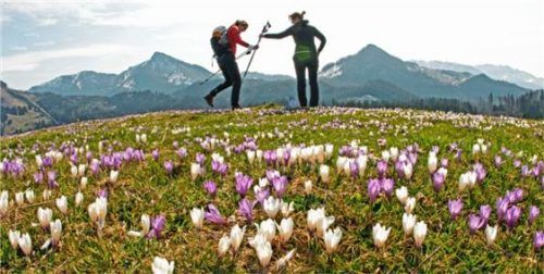 Der Berg ruft (im Bild der Heuberg im Frühling): Im Landkreis Rosenheim nächtigten 2017 im Schnitt 2,35 Millionen Gäste, zwei Prozent mehr als 2016.Foto dpa