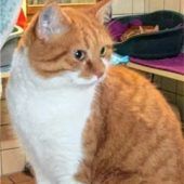 Mit anderen Katzen hat sie wenig am Hut