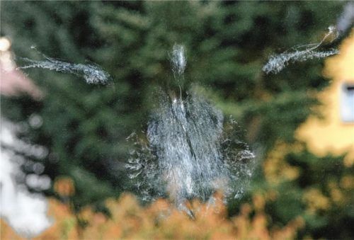 Engelsbilder an den Fensterscheiben sind Staubabdrücke von Vögeln, die mit hoher Geschwindigkeit gegen das Glas geflogen sind.Fotos  LBV/Roemheld/Fünfstück