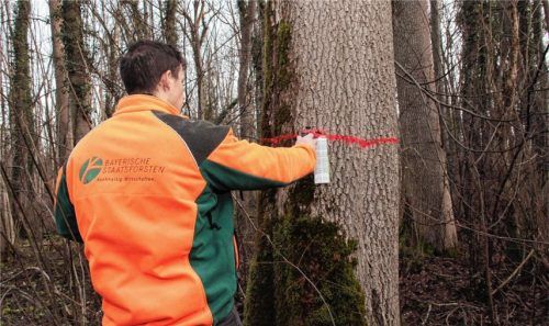 Felix Hermann vom Forstbetrieb Schliersee markiert einen kranken Baum, der bei der Abholzaktion der Motorsäge zum Opfer fällt.Foto REisner
