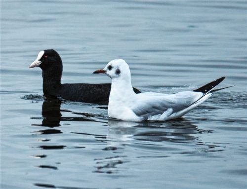 Festlich in Schwarz-Weiß auf dem Weg in die Ballsaison