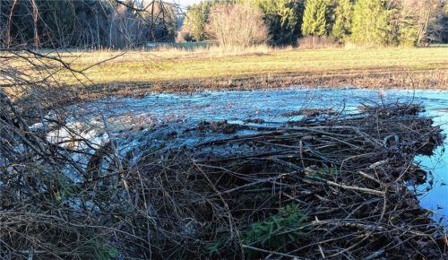 Grünes Licht für die Gemeinde Samerberg: Sie darf den Biberdamm entfernen.Foto re