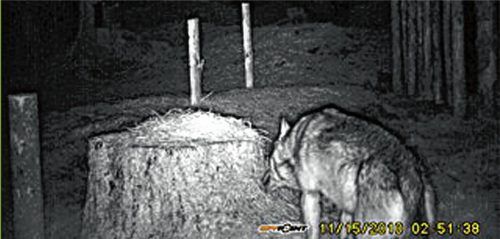 Im Dezember 2010 an der Rehfütterung „erwischt“: Die Wärmebildkamera eines Jägers fotografierte den Wolf, der vor gut sieben Jahren in der Region zahlreiche Tiere gerissen hatte, bei Thiersee nahe der Landesgrenze. Fälschlicherweise blendete die Kamera damals das Jahr 2013 ein.Foto re
