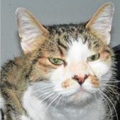 Kater erobert die Herzen „im Flug“