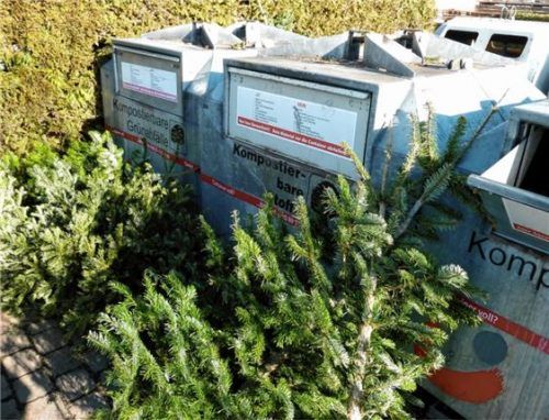 Schmucklose Christbäume zur Wertstoffinsel