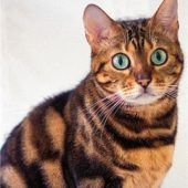 Katzenlady sucht Wohnungsplatz