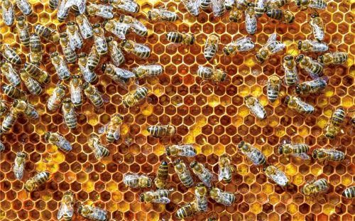 Wenn es den Bienen gut geht, geht es auch den Menschen gut. Die Bienen sind ein Herzstück von „Waldorf100“. Ein Ziel zum 100. Jubiläum ist es, bis 2019 alle Waldorfeinrichtungen auf der Welt zu Bienen-Oasen werden zu lassen. Foto dpa