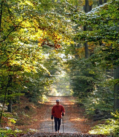 Wer spekuliert hier? Der Wald kann als physische Anlage dienen, aber auch als Investment das Depot bereichern – Experten raten dabei zur Vorsicht. Foto dpa