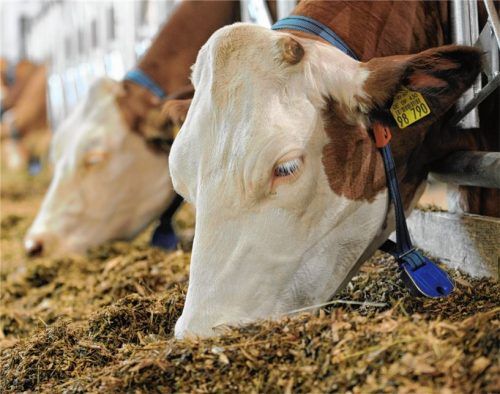 828 Kühe wurden 2016 in Rosenheim gehalten. Im Jahr 2000 waren es noch 1188 Stück. Das entspricht einem Rückgang von 30 Prozent. Foto dpa