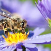 Gemeinsam gegen den „Bienen-Killer“