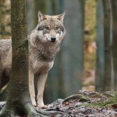 Wolfsschutz soll gelockert werden