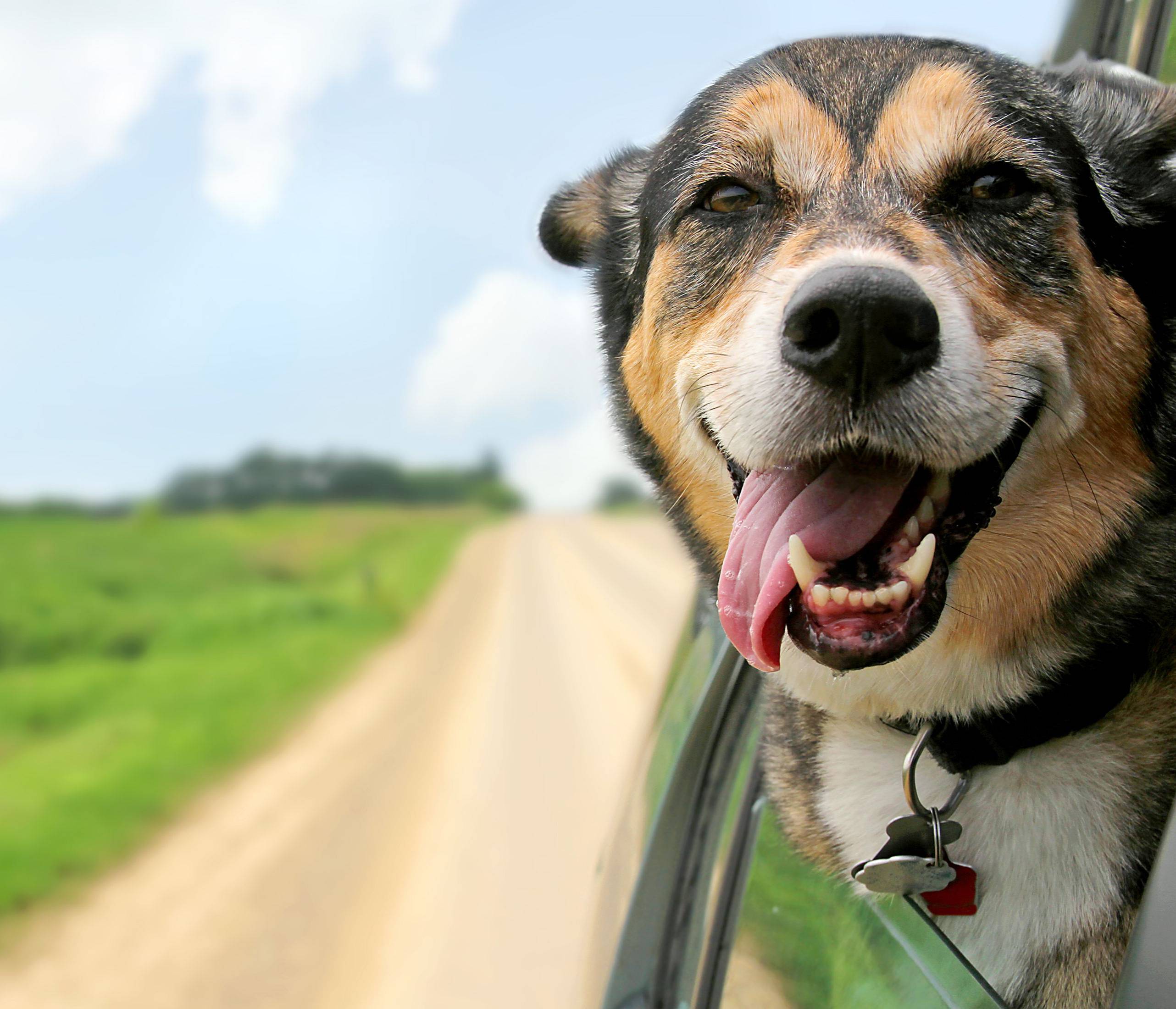 So fährt der Hund sicher im Auto mit OVB Heimatzeitungen