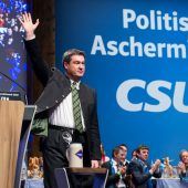 Der neue Löwe in seinem Revier