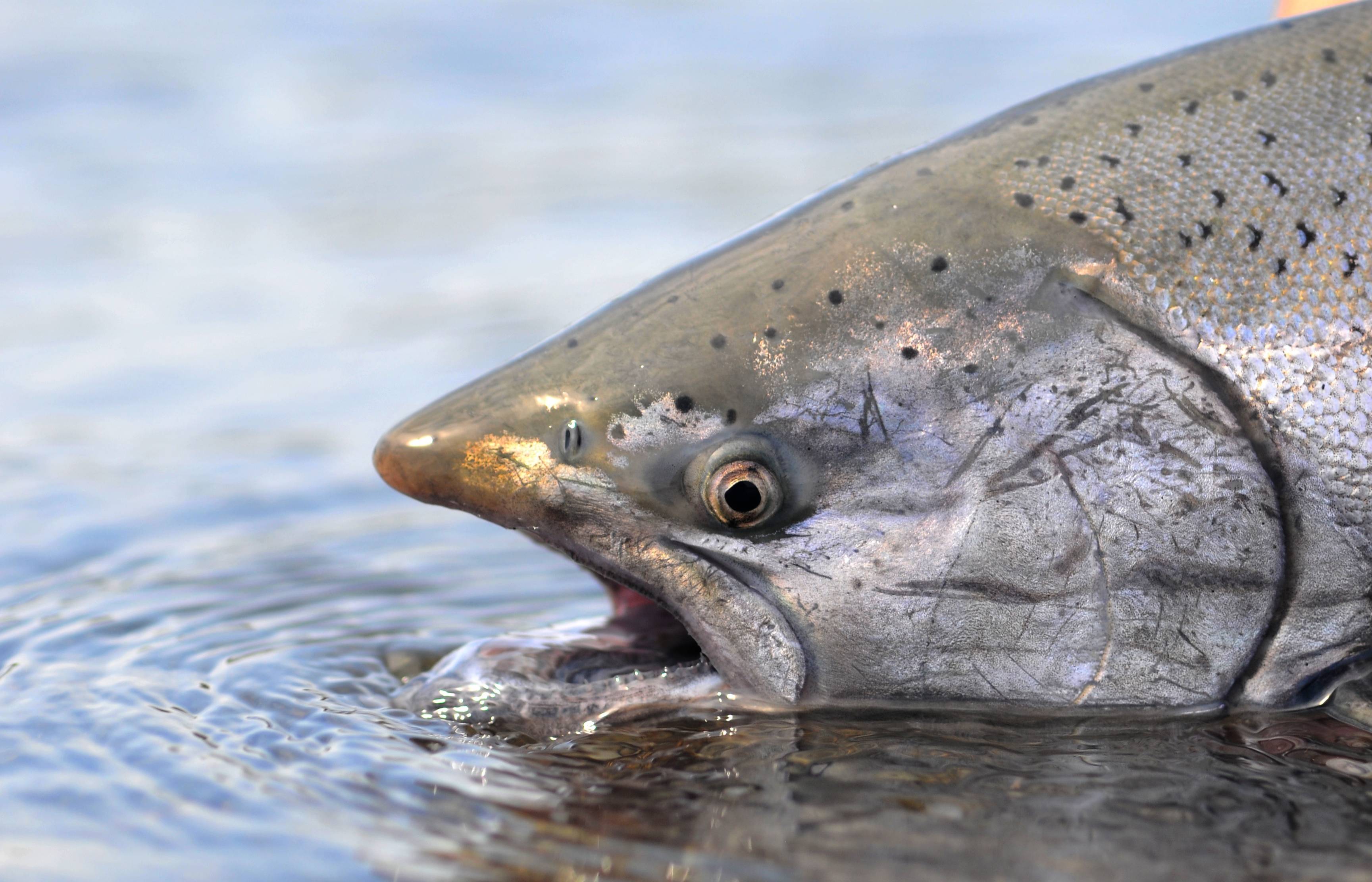 Buttrig, zart und saftig Zuchtlachs schlägt Wildlachs