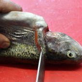 Fisch mit Wow-Effekt