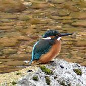 Eisvogel ander Mangfall