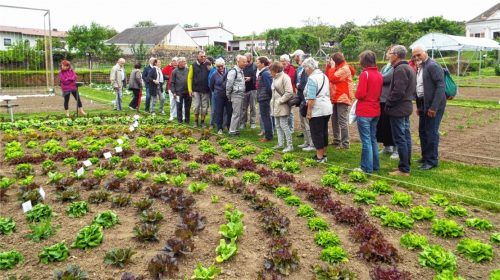 Auch um „richtiges“ Gemüse geht es stets beim Obst- und Gartenbauverein.