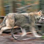 Kein guter Dienst für den Wolf