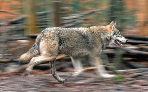 Bietet unsere intensiv genutzte Landschaft ausreichend Lebensräume für den Wolf? Darüber gehen die Meinungen weit auseinander. dpa