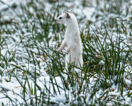 Dem Schnee sei Dank: Endlich zahlt sich das Tarnfell des Hermelins aus