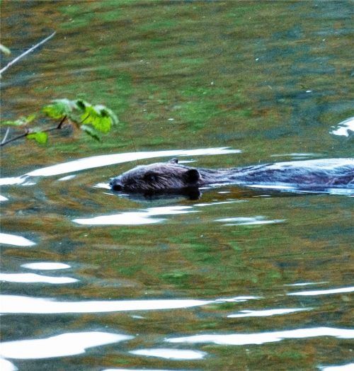 Der Biber ist unverkennbar mit seinem flachen, unbehaarten, beschuppten Schwanz – der Kelle.Foto Hoheneder