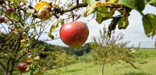 Die Zukunft der Streuobstwiesen sorgt für Dissens zwischen den Landkreisen Rosenheim und Traunstein.Foto  dpa