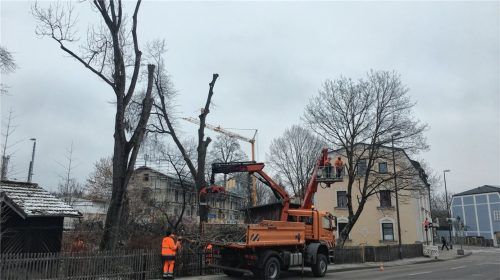 Drei Großbäume wurden gestern westlich der St.-Anna-Apotheke entfernt.Foto Gantner